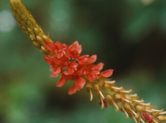 close up of a red flower