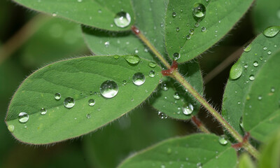 water drops on a leaf
