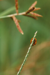 ladybug on a leaf