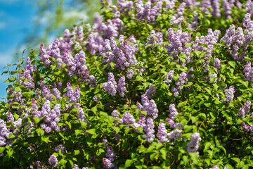 Fototapeta premium Lilac flowers in the garden.