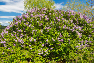 Obraz premium Lilac bush.