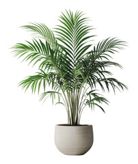 Obraz premium PNG Lush indoor palm plant in a modern pot