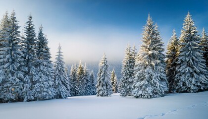Winter background landscape with fir trees and pines in snow