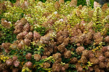 Flowers, bright flowers, flower meadow, bushes, summer, nature, blooming flowers, grass