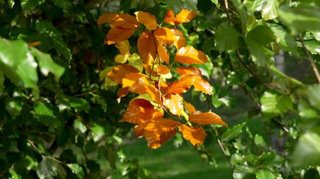 Golden beech leaves illuminated by sunlight with rich autumn colors against a backdrop of green foliage. A seasonal beauty in nature