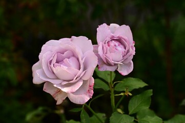 Close-up of two delicate pink roses blooming in a garden with lush green leaves