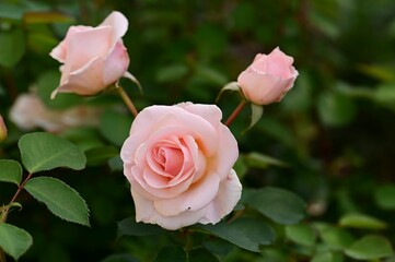 Delicate pink roses in full bloom with lush green leaves in a garden