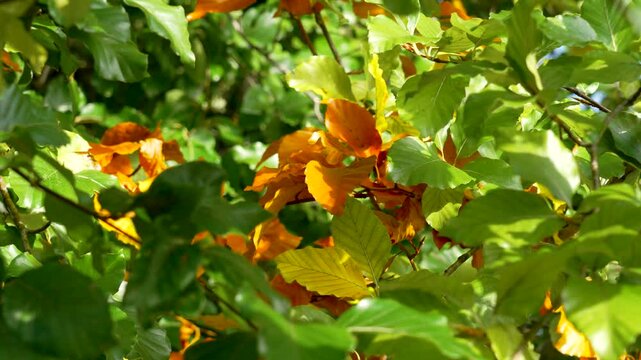 Vibrant autumn beech foliage in contrasting shades of orange and green. Seasonal beauty of natural landscapes. Close-up