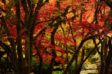 Vibrant red maple tree in full bloom in a lush green garden