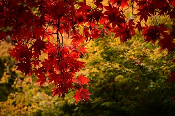 Vibrant red maple tree in full bloom in a lush green garden