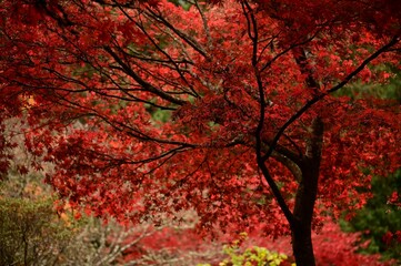 Fototapeta premium Vibrant red maple tree in full bloom in a lush green garden