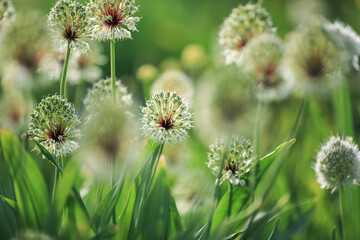 Blooming plant Allium