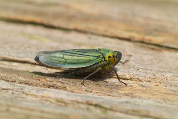 Closeup on a Green Leafhopper, Cicadella viridis, warming up on a piece of wood