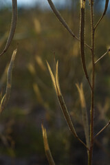 grass in the morning