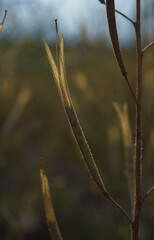 grass in the morning