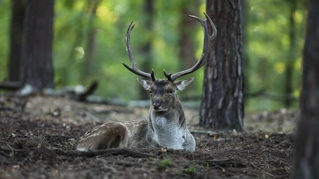 Daniel zwyczajny (Dama dama) fallow deer