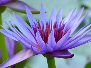 lila blume hintergrundbild