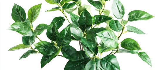 Close up of a thriving money tree plant with lush green leaves perfect for home decor and financial symbolism