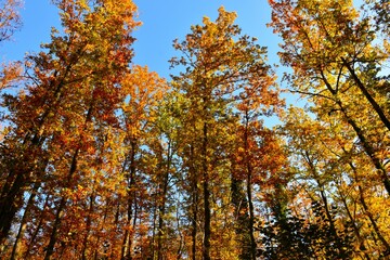 Obraz premium Colorfull yellow, orange and red autumn forest