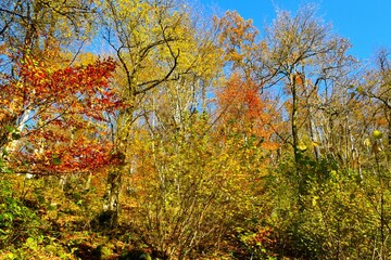 Colorful red, yellow and orange autumn temperate, deciduous, broadleaf forest