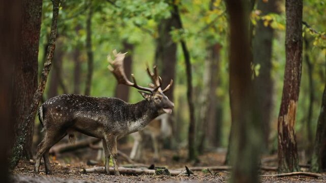 Daniel zwyczajny (Dama dama) fallow deer