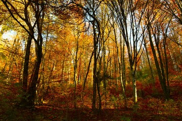Fototapeta premium Colorful red, yellow and orange autumn broadleaf, deciduous, temperate forest