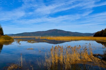 Reed plants at Cerkniško jezero with the view of Slivnica hill and a reflection in the water in Notranjska, Slovenia