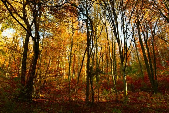 Colorful red, yellow and orange autumn broadleaf, deciduous, temperate forest