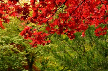 Vibrant red maple leaves in autumn.