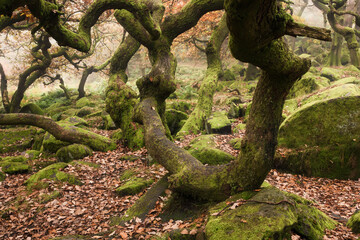 Stunning colorful Autumn Fall landscape during misty morning in Padley Gorge in Peak District