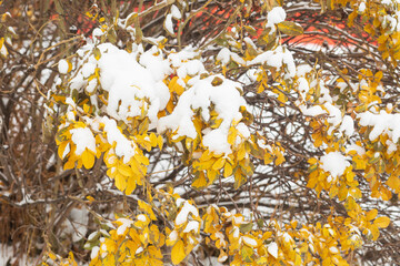 Obraz premium The first snow in the city.Winter has come to the city.