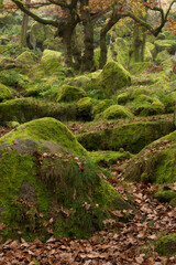 Stunning colorful Autumn Fall landscape during misty morning in Padley Gorge in Peak District