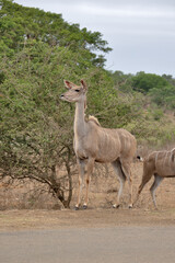 plusieurs koudous au parc kruger