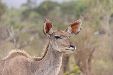 portrait d'un koudou au parc kruger