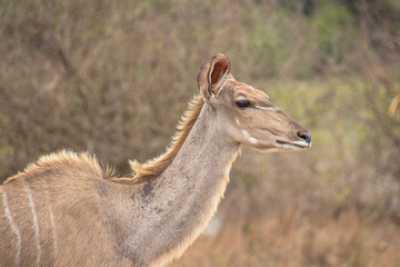 portrait d'un koudou au parc kruger