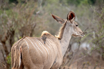 koudou dans le Parc National Kruger, Afrique du Sud