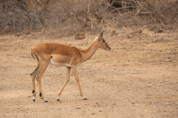 Impalas dans le Parc National Kruger, Afrique du Sud