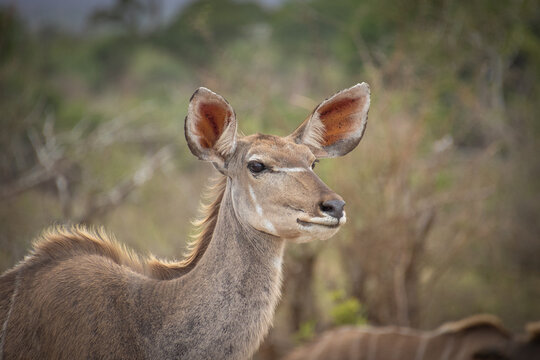 portrait d'un koudou au parc kruger