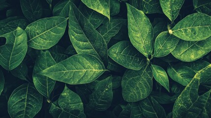 Fototapeta premium Dark green leaves in natural close-up background texture