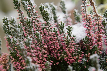 heidekraut im winter