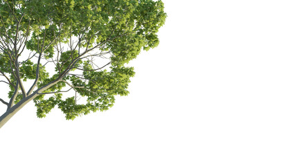 Acer tree corner 4k png cutout isolate