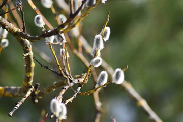 willow branch