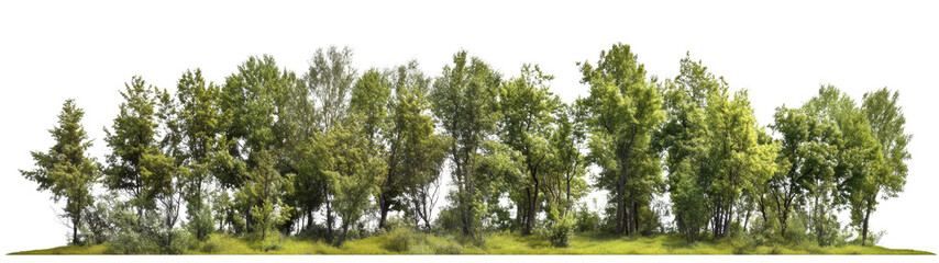 Fototapeta premium Green trees in the forest, isolated on white background