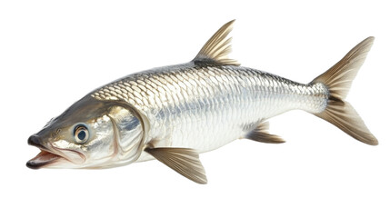 Fototapeta premium Tarpon fish, aquatic animal, isolated on white background