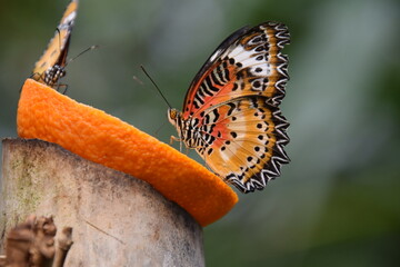 bortenfalter auf einer orangenscheibe