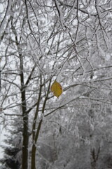 ein blatt an einem schneebedeckten baum