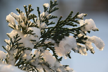 zweig eines lebensbaumes mit schnee im sonnenlicht