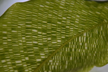 nahaufnahme vom blatt einer Calathea musaica 'Network'  
