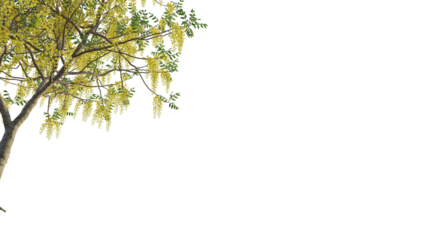 Cassia fistula tree corner 4k png cutout isolate
