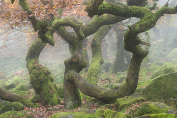 Stunning colorful Autumn Fall landscape during misty morning in Padley Gorge in Peak District